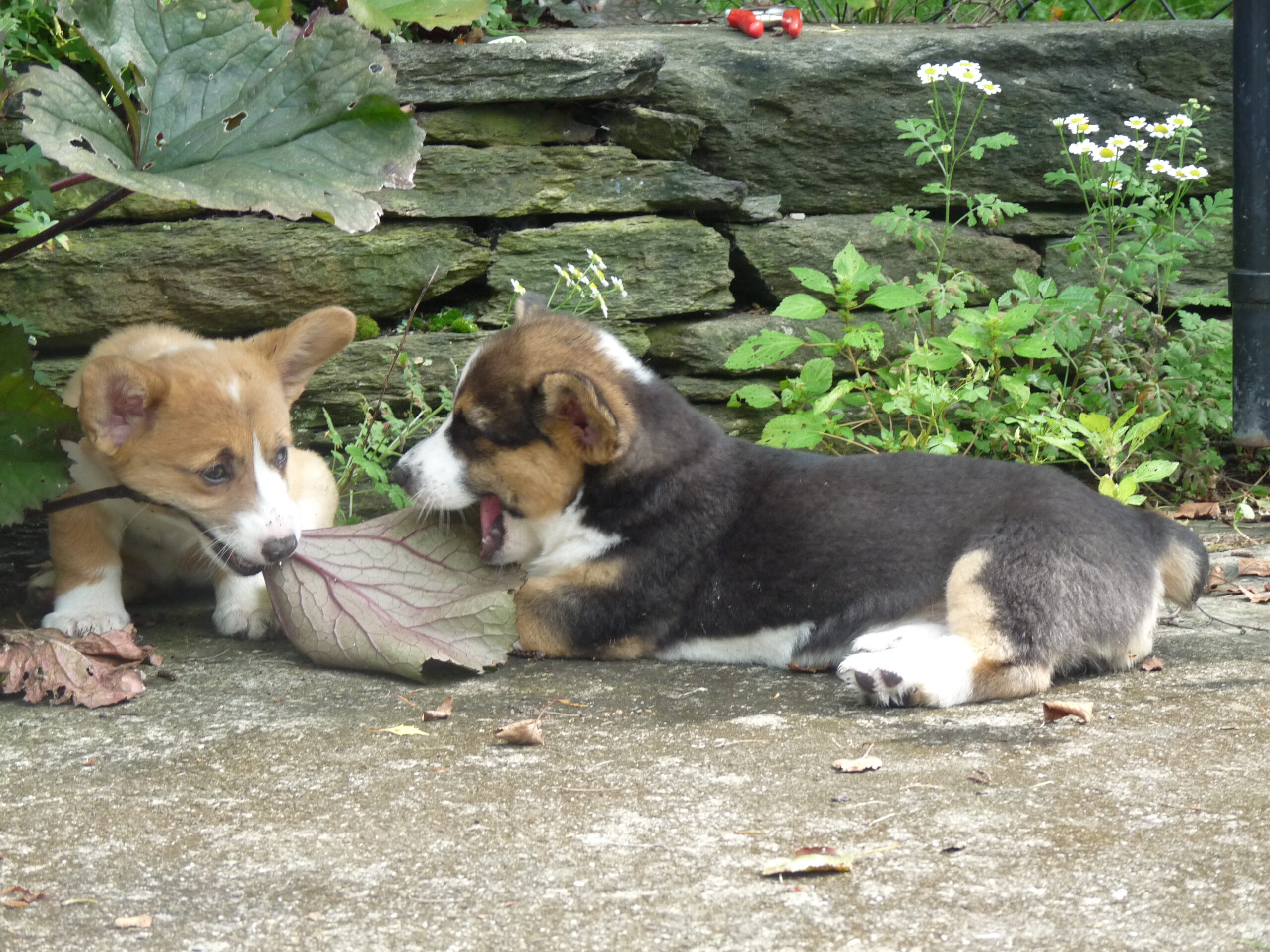 Two Corgis and a leaf in the garden