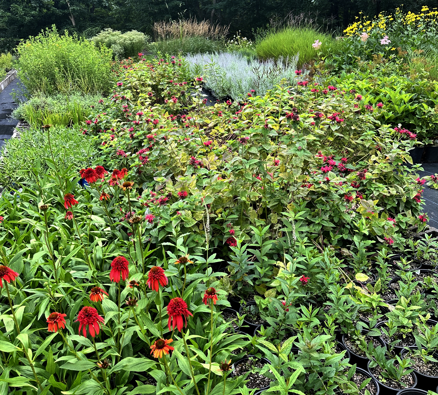 Bee balm and meadow flowers growing in a pollinator garden
