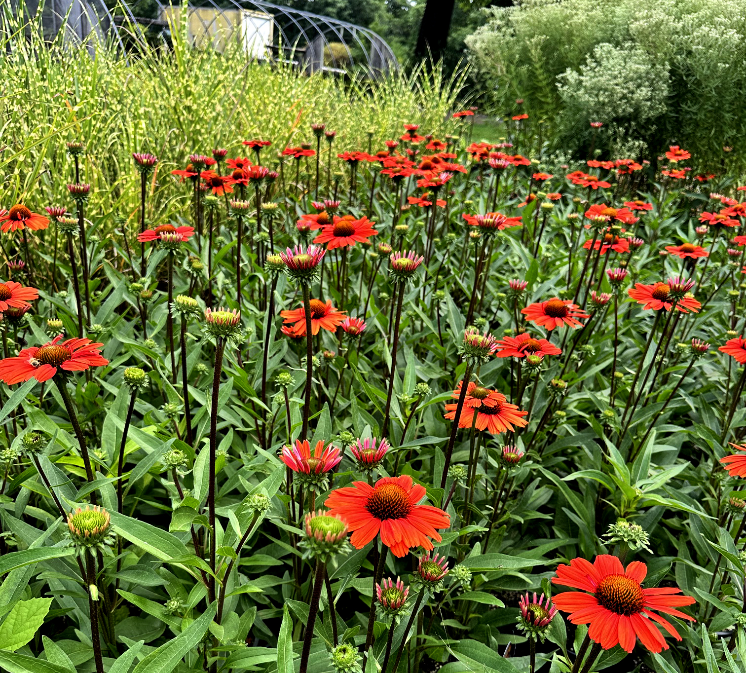 Attracting pollinators in an Upstate New York perennial garden