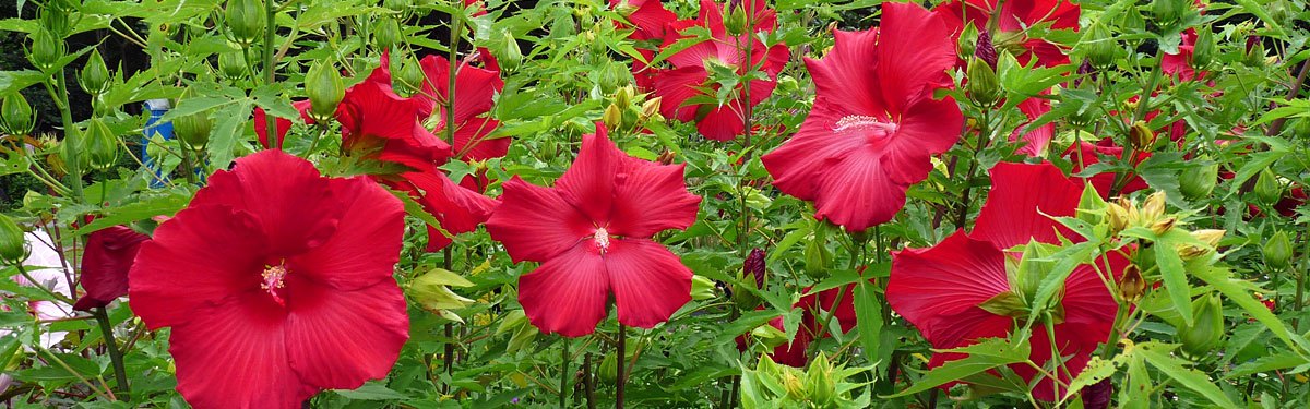 Behn's Best Perennials News, garden perennials ferns, grasses and clematis