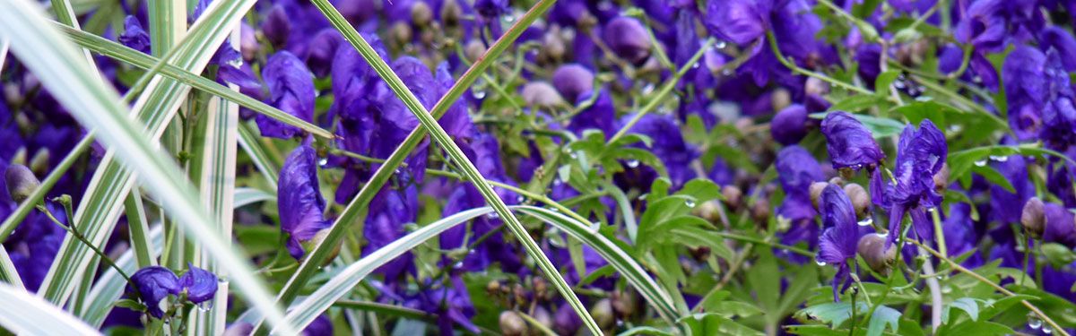 Behn's Best Perennials News, garden perennials ferns, grasses and clematis