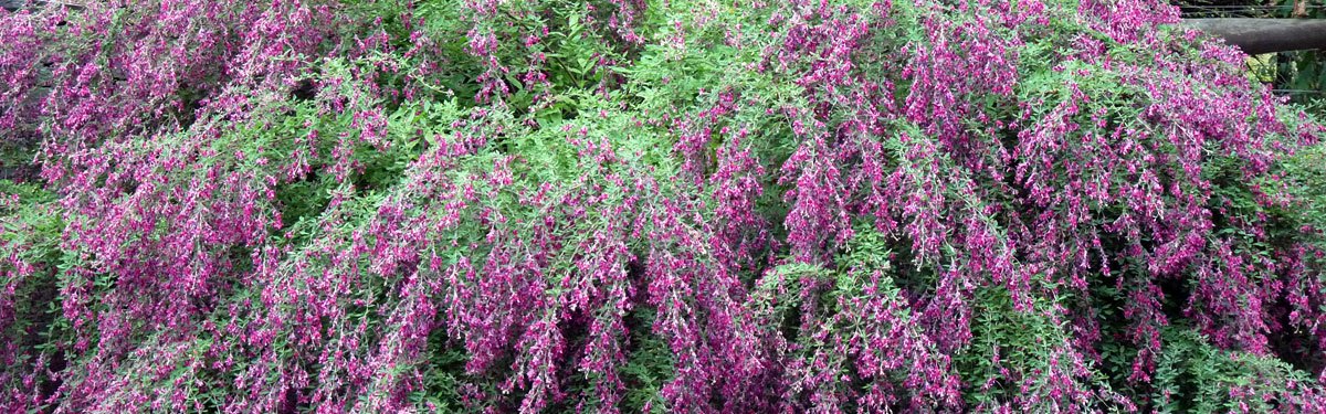 Behn's Best Perennials News, garden perennials ferns, grasses and clematis