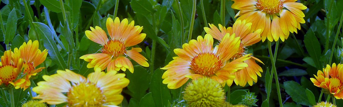 Behn's Best Perennials wholesale 450 varieties of garden perennials ferns, grasses and clematis