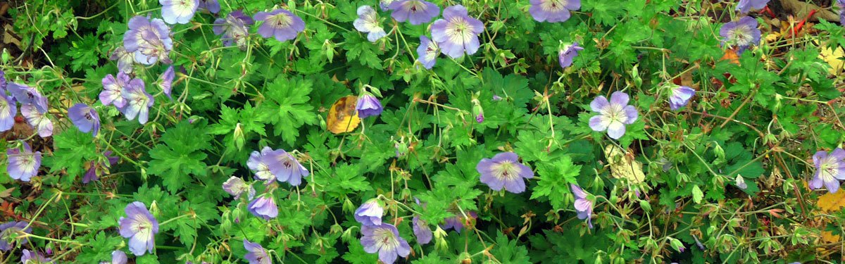Behn's Best Perennials News, garden perennials ferns, grasses and clematis